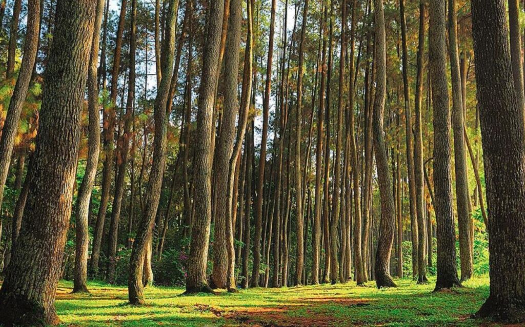 wisata alam dago, taman hutan raya juanda