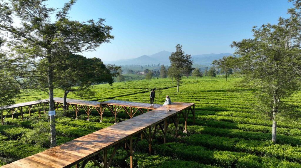 GUNUNG-MAS-TEA-BRIDGE