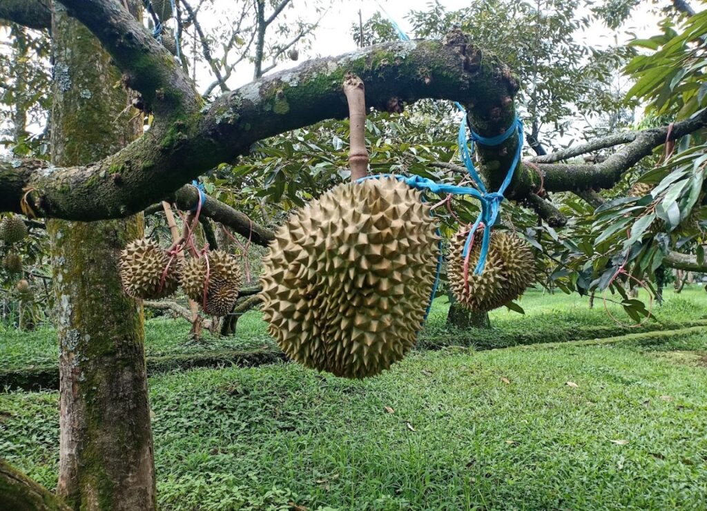 Kebun-Durian-Warso-Farm